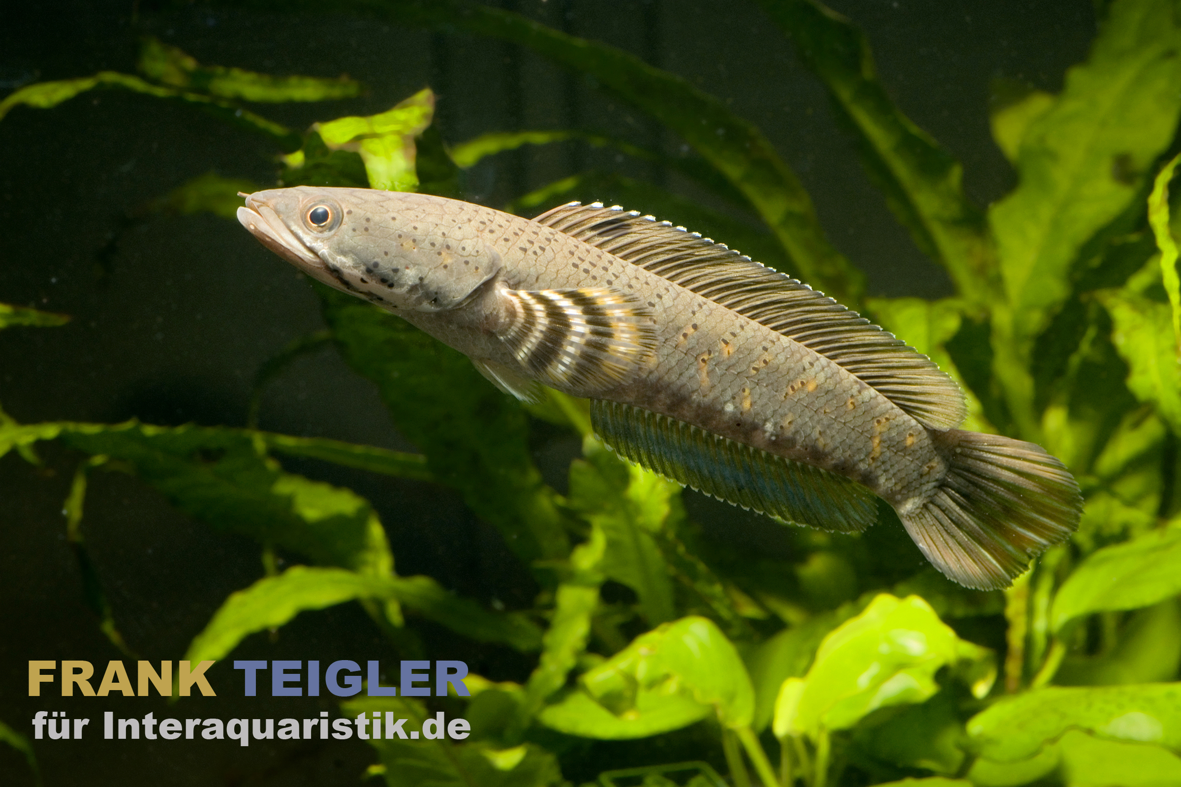 Burma Tiger-Schlangenkopf, Channa pulchra, 6-7 cm